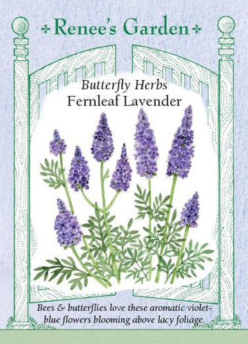 Lavender 'Fernleaf multifida'