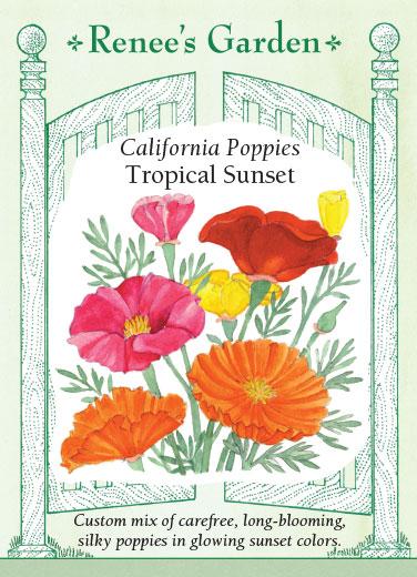 Poppies 'California Tropical Sunset'