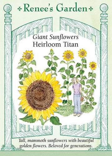 Sunflowers 'Titan Giant'