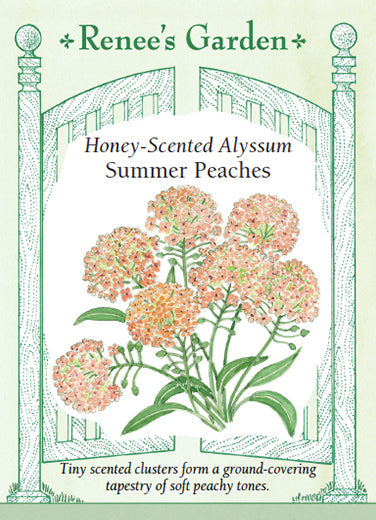 Alyssum 'Honey-Scented Summer Peaches'