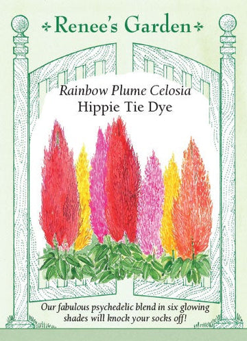 Celosia 'Rainbow Plume Hippie Tie Dye'