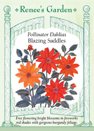 Dahlia 'Pollinator Blazing Saddles'