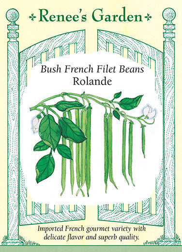 Bean Bush 'French Filet Beans Rolande'