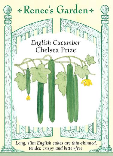 Cucumber 'English Chelsea Prize'