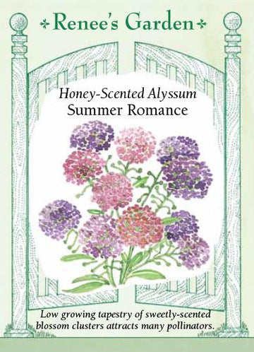 Alyssum 'Honey-Scented Summer Romance'