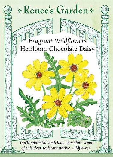 Daisy 'Chocolate Daisy Fragrant Wildflowers'