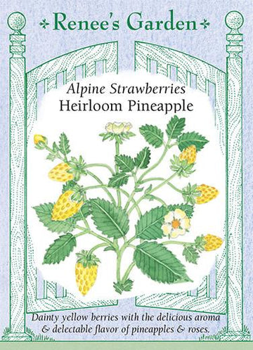 Strawberries 'Alpine Pineapple'