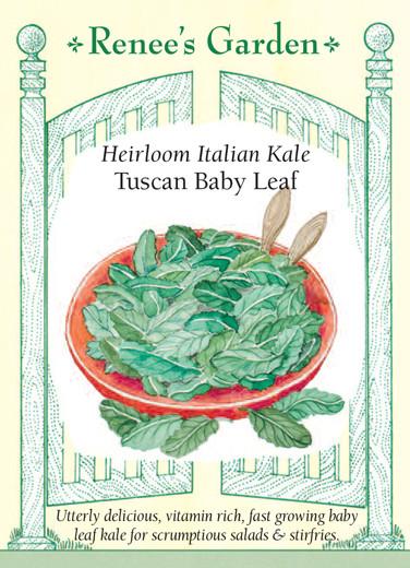 Kale 'Italian Tuscan Baby Leaf'