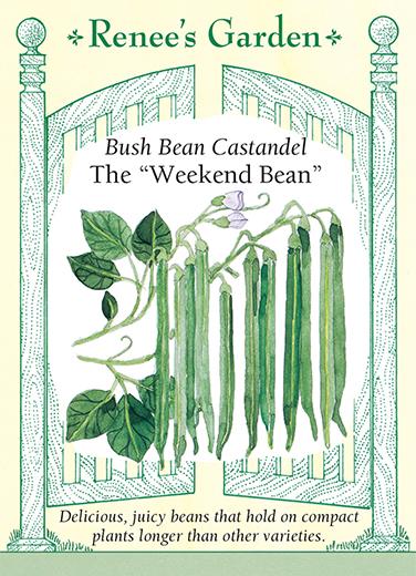 Bean 'Castandel Bush Weekend Bean'