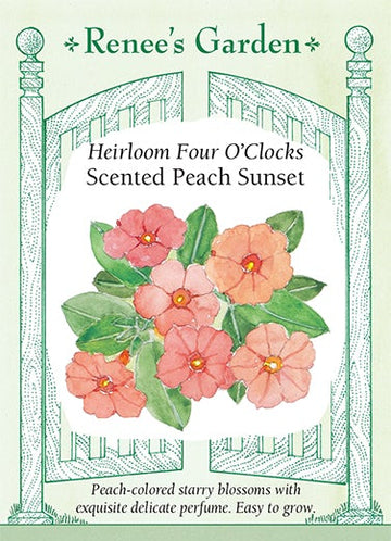 Four O'Clocks 'Scented Peach Sunset'