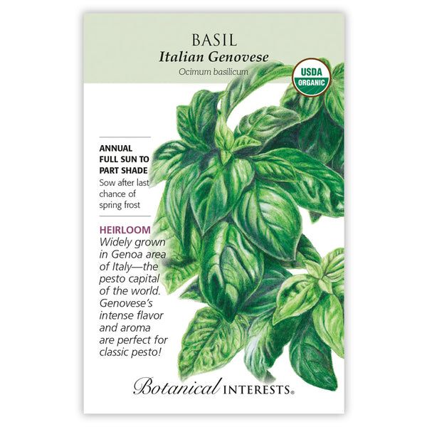 Basil 'Italian Genovese'