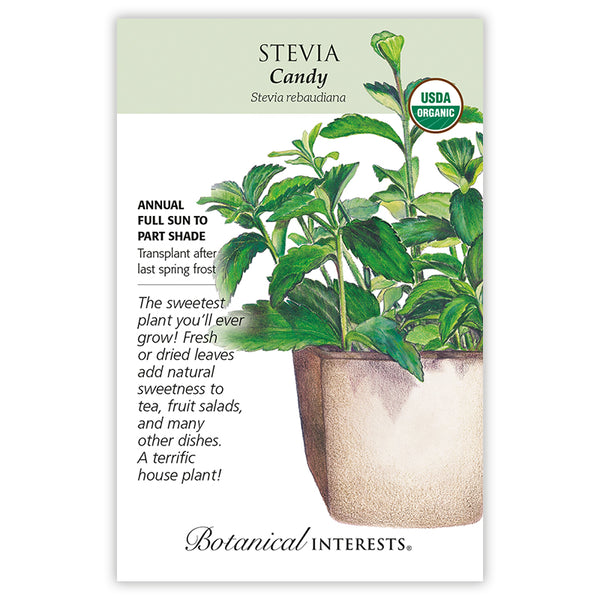 Stevia 'Candy'