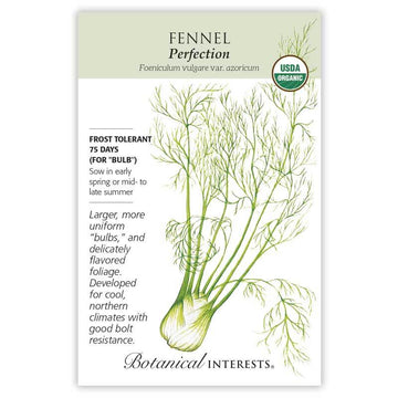 Fennel 'Perfection'