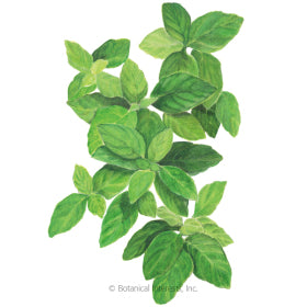 Basil 'Lemon'