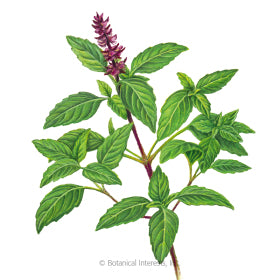 Basil 'Sweet Thai'