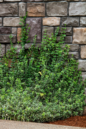 Euonymus 'Emerald Gaiety'