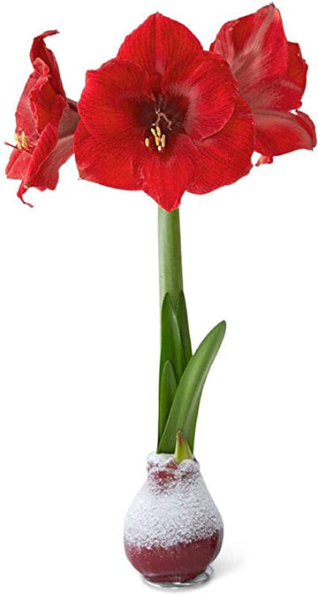 Waxy Amaryllis - Red Glitter