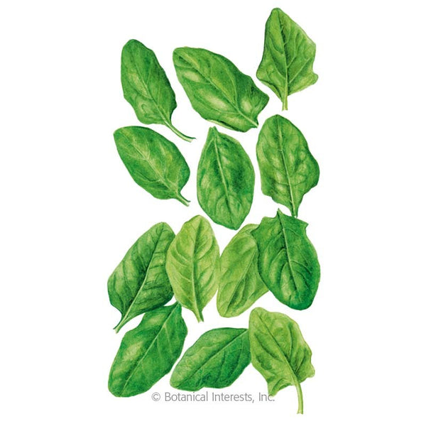 Spinach 'Anna'