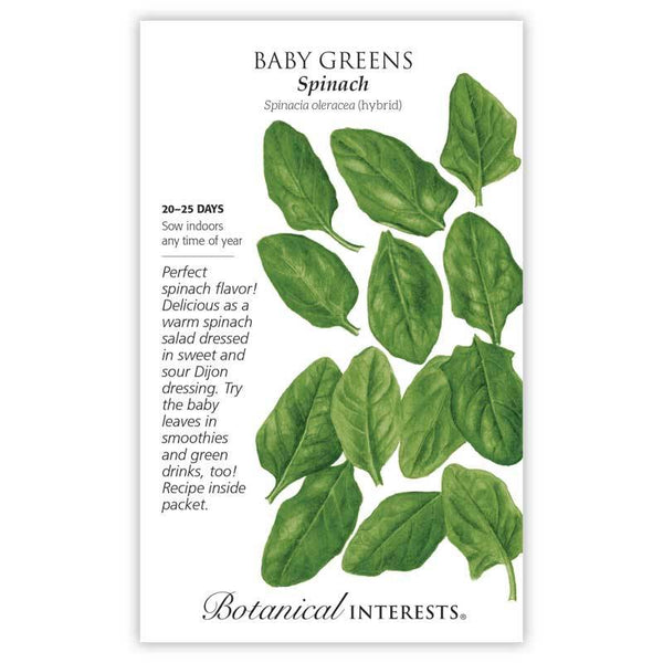 Baby Greens 'Spinach'