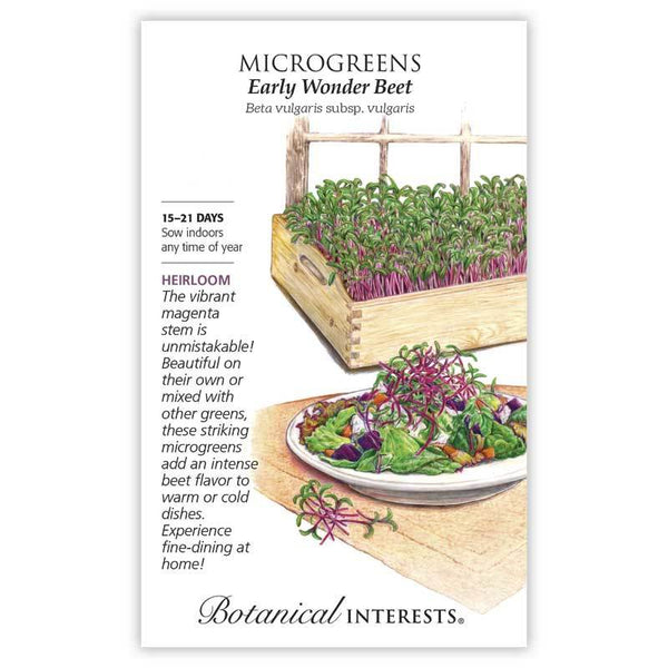 Microgreens 'Early Wonder Beet'