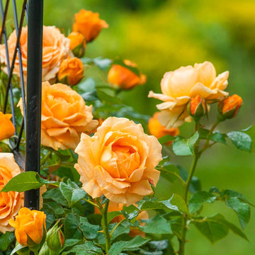 Rose 'Golden Opportunity'