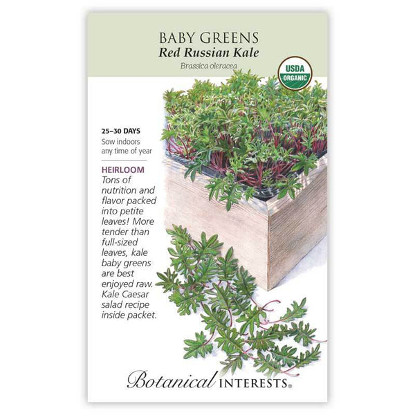 Baby Greens 'Kale Red Russian'