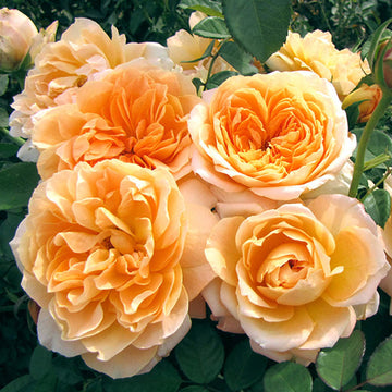 Rose 'Forever Amber'