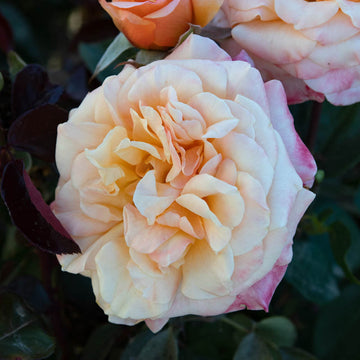 Rose 'Morning Glow'