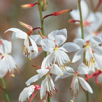 Stratosphere™ White Butterfly Flower Gaura