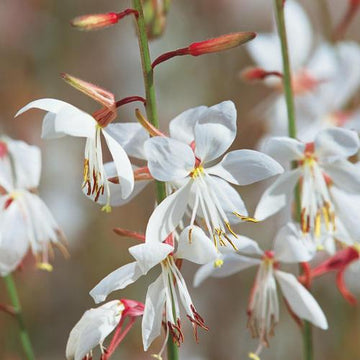 Stratosphere��� White Butterfly Flower Gaura
