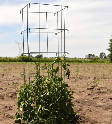 Tomato HD Galvanized Square Cage