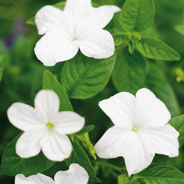 Browallia: Bush Violet
