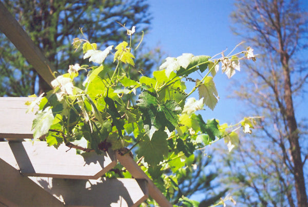 Grape -  Vitis labrusca 'Niagara'