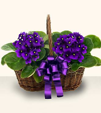African Violet Blooming Basket