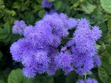 Ageratum