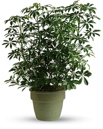 Arboricola Plant