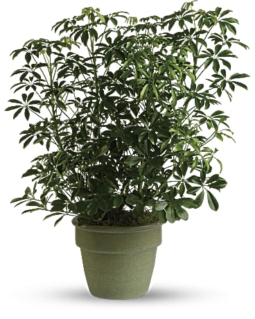 schefflera arboricola compacta houseplant on moss pole 80cm tall Arboricola Plant