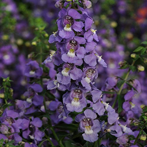 Angelonia