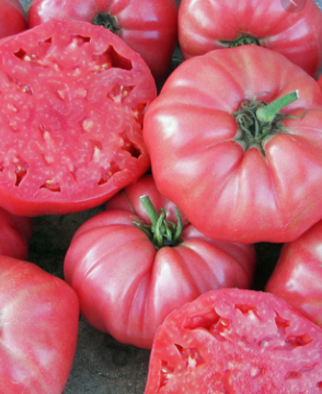 Tomato 'Brandywine Pink'