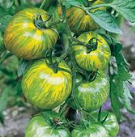 Tomato: Green Zebra