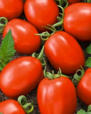 Tomato: Viva Italia