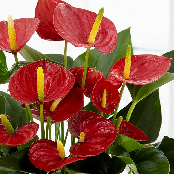 anthurium plant flower Anthurium