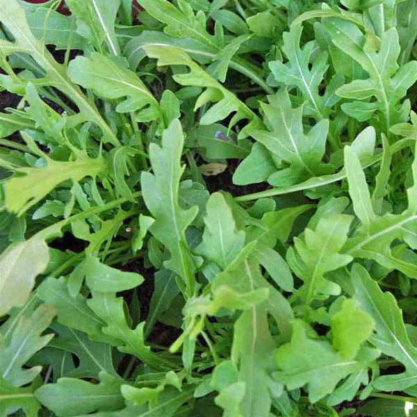 Arugula