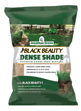Black Beauty Dense Shade Grass Seed