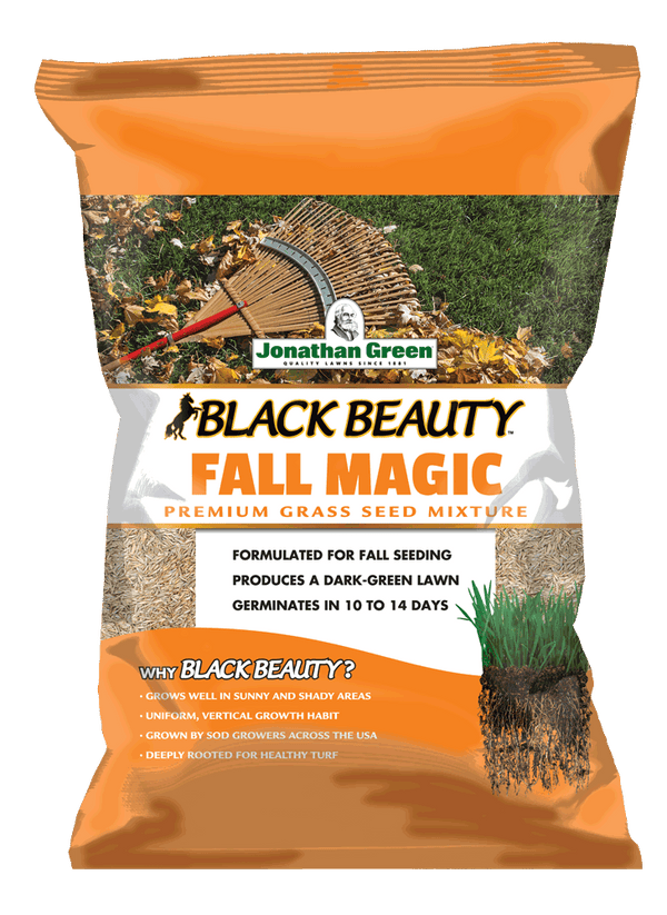 Black Beauty Fall Magic Grass Seed
