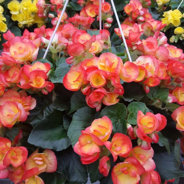Begonia Rieger 10" Hanging Basket