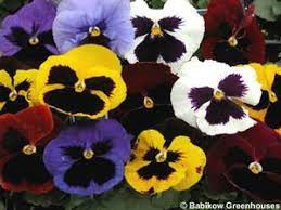 Pansy 6-Pack