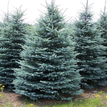 Colorado Spruce - Picea pun 'Baby Blue'
