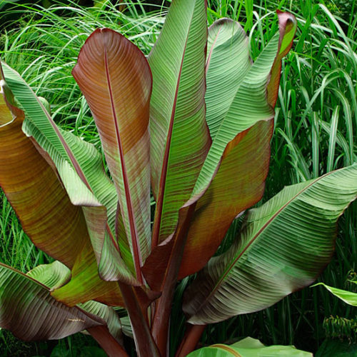 Ensete ventricosum 'Maurellii' Banana