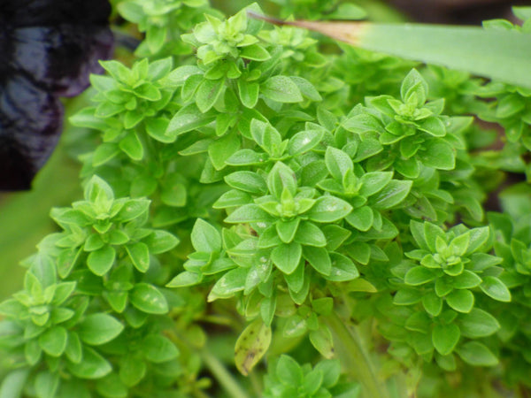 Basil 'Boxwood'
